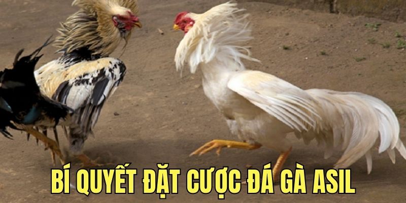 Tìm hiểu về bí quyết đặt cược chọi gà Asil bất bại 