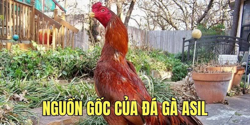 Giới thiệu về nguồn gốc của đá gà Asil