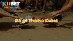 Đá gà thomo Kubet