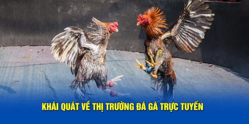 Khái quát về thị trường soi kèo đá gà Kubet trực tuyến