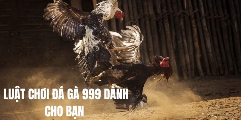 Luật đá gà 999 dành cho những người đam mê