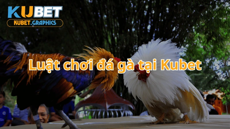 Luật chơi đá gà tại Kubet