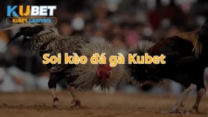 Soi kèo đá gà Kubet