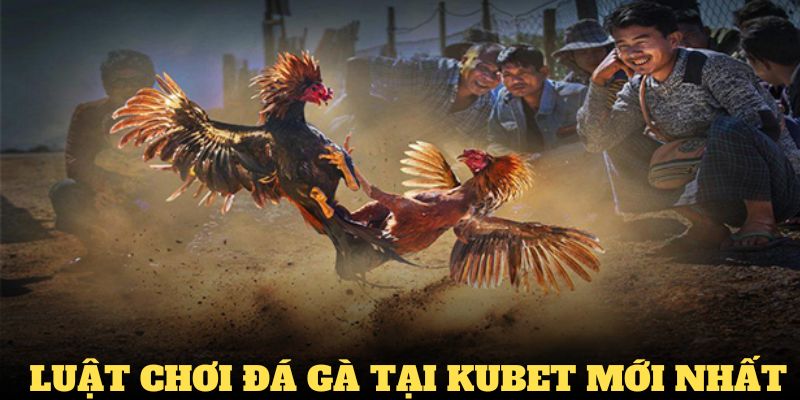 Tầm quan trọng của luật chơi đá gà tại Kubet