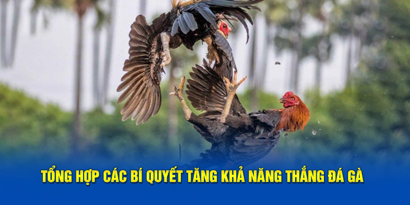 Tổng hợp các bí quyết tăng khả năng thắng đá gà