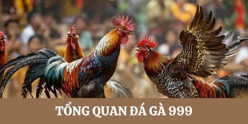 Tổng quan hiểu hơn về đá gà 999